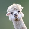 Фото профиля Lhama Faladeira 🦙