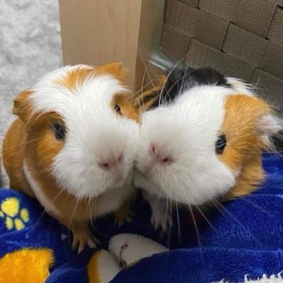 사와's profile picture