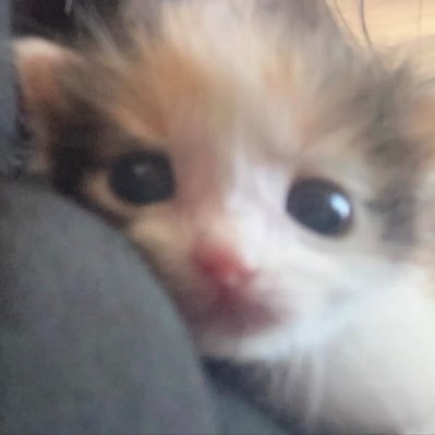 Rin202361's profile picture