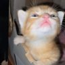 (เมืองน่าน) 的头像