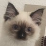 그해 profil fotoğrafı