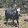 Profilbild von Ntriza Forbes