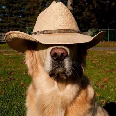 Tezsi's profile picture