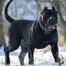 CanineTrace 的头像