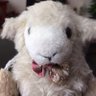 Chummy Lamb 🧡🎶🐑✨🩵's profile picture