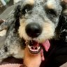 ☆AnimaL☆'s profile picture