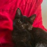 Profilbild von Private Snowball - The Cat