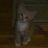 Фото профиля Tabby Cat