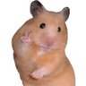 All Star Hamster 🎀✌️'s profile picture