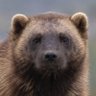 Profilbild von Paul S Cotton