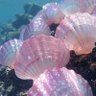 Profilbild von T Seashells