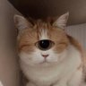 The Last Skibidist's profile picture