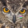 rad_owl_whom profil fotoğrafı