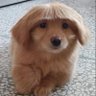 Aus profil fotoğrafı