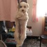 chels profil fotoğrafı