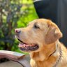 Michigan Dog Dad 的头像
