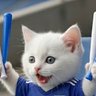 Фото профиля だいふくさん