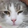 nekopan profil fotoğrafı