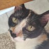 jaquiethecat ๐ง๐ท's profile picture