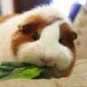 Фото профиля 🐹