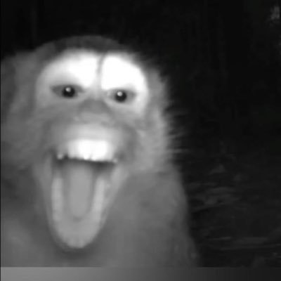 JungleCams's profile picture