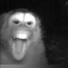 JungleCams 的头像