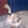 Gooseplan 的头像