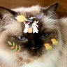 チョモ ランマ's profile picture