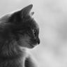 Scarlet profil fotoğrafı