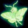 Profilbild von mariposa@hotmail.com