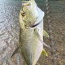 Kenai250's profile picture