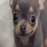 Profilbild von ぴた