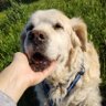 Lems the Golden 🐕 #BringScruffyHome 🆘's profile picture