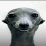 romeo's profile picture