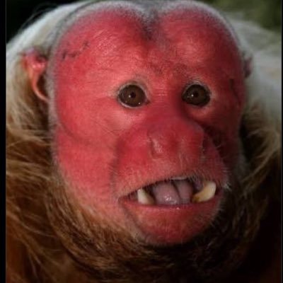 taytarantula's profile picture