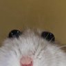 Marcin Kalat's profile picture
