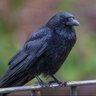 crow 的头像