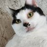 小百合 profil fotoğrafı