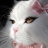 only's profile picture