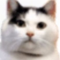 伊藤ロドリゲス's profile picture
