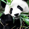 Panda 的头像