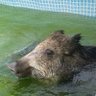 Фото профиля Rémi Gration d'Esbouègres🐗
