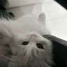 Profilbild von 本质天使宅