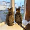 Profilbild von 🍀猫っち🍀