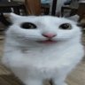 051🐟📀 的头像