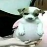 Profilbild von Guizao