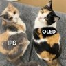 KittyStorm's profile picture