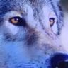 ヤス(安) 的头像