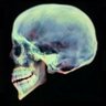 lucien 🩻's profile picture
