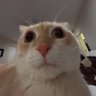 tannie's profile picture